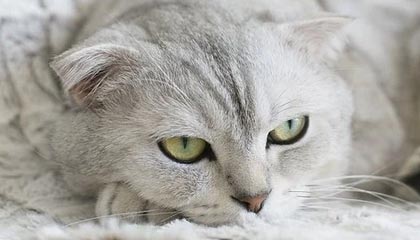 随机TL战队新教练团队到位，t1战队新教练